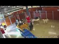 Cary Camp Bow Wow employee throwing dog into the ground