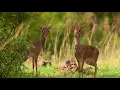 Download Lagu Interesting facts about kirk's dik dik by weird square