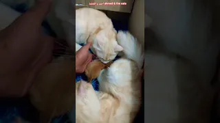 You Won T Believe What Flora Did To Karamila S Son Funny Cats Cute Cats Cats Funny Cat Video 