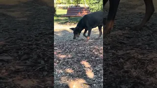 #Fyp #dream #doberman #pets #YouTube