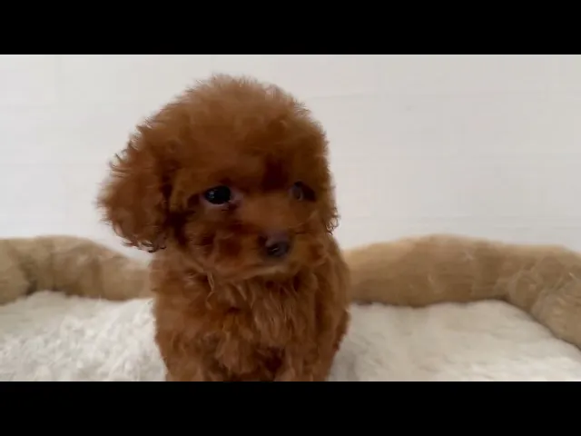 動画