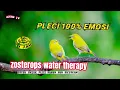 Download Lagu Terapi Air Burung Pleci Langsung NGOTOT Ngalas Buka Paruh - Zosterops Water Therapy 2 - JOSSS BOS