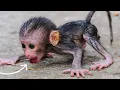 Lagu Baby Monkey Live: Tiny Mischief, Big Smiles Daily