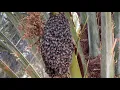honey bees making honey bees hive removing bee hive making process bee hive