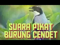 Download Lagu SUARA PIKAT BURUNG CENDET TERBARU