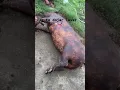 Download Lagu SUNGUR KO MASU MA PALKERA HO #pork #porkbelly #masulover #ytshorts #shorts #shortvideo #porkbelly