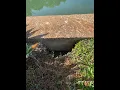 Potholes Voids Behind Your Seawall