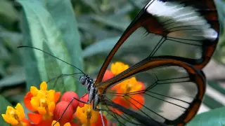 yanni butterfly dance