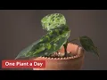 Aglaonema pictum Tricolor Houseplant Care 89 of 365