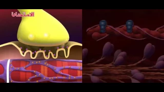 Biology 3rd Second Support And Movement The Mechanism Of Muscle Contraction 