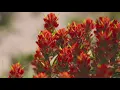 Crested Butte Wildflower Festival turns 40 with a beautiful bloom