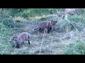 Lagu Foxes at play