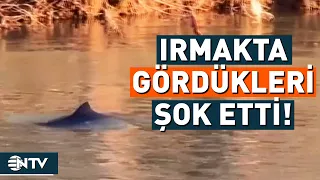 Irmakta Gordukleri Hayvan Sok Etti NTV