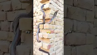 فى حياتنا ناس هما الأساس 