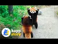 Red Pandas Think They re Terrifying and It s Absolutely Adorable HAPP