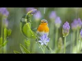 Peaceful Birdsong & Nature Sounds🌧️ Natural Rain Sounds for Deep Relaxation🍃