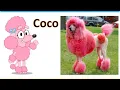 Bluey Characters In Real Life 2021 All Characters