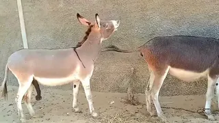 Meet Donkey Video Mating Season 