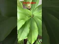 Download Lagu Insulin Plant || Medicinal Plant || Control Blood Sugar