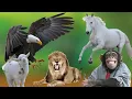 Download Lagu Animal sounds add diversity to nature: monkeys, horses, lions, turtles, birds...