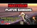 Download Lagu Masteran Platuk Bawang jernih dijeda mudah ditiru