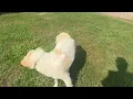 of adoptable pet named Boyce