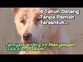 Lagu Kisah Anjing Jalanan Diselamatkan Nenek – Pincang, Trauma, Tapi Setia Menunggu