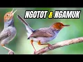 Download Lagu #021🔴KOMBINASI SUARA PRENJAK NGOTOT NGAMUK ‼️ VOLUME KERAS \u0026 JERNIH LANGSUNG RESPON DENGAR MP3 INI‼️