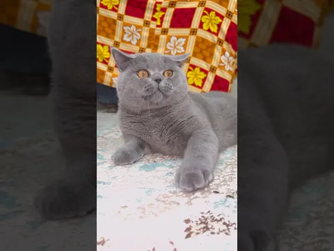 POV: Your Cute Kitten Found a New Obsession 😹🐾
