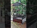Download Lagu Suara Burung Kedasih di jemur pagi hari. @Kedasih Madura