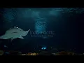 Underwater Ocean Sounds • Dark Aquarium Ambience • Incredibly Immersive
