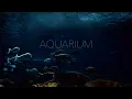 Underwater Ocean Sounds Dark Aquarium Ambience Incredibly Immersive
