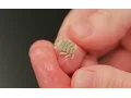 Science Today Whale Lice California Academy of Sciences