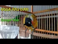 Download Lagu Kutilang Emas Mata Putih Sampe Teler , Cocok Buat Masteran / Pikat ❗❗❗