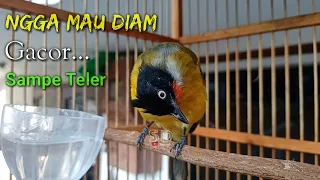 kutilang emas mata putih sampe teler cocok buat masteran pikat 