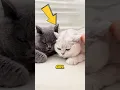 Download Lagu Hidden Cat Rules