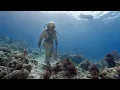 Robert Wagner A Young Diver Battles Rival Families Beneath the Sea Beneath the 12-Mile Reef