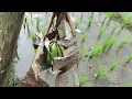 Download Lagu vlog pohon pisang yg tumbuh di bedengan pesawahan
