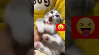 приколи про котиків україна приколи котики сміхота 