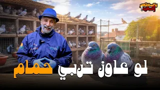 كيف تبدأ في تربية الحمام وما أهم المعاملات دندنها