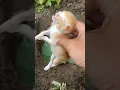 BILA WAKTU TLAH BERAKHIR VERSI KUCING KECIL #shorts
