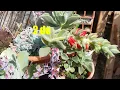 Echeveria coccinea en floración/inflorescencia/flores/flowers/inflorescence