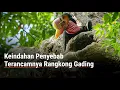 Lagu Keindahan Penyebab Terancamnya Rangkong Gading