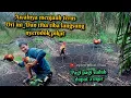 Download Lagu ori awalnya tidak mauh dekat_dan tiba tiba ori langsung menerjang pikat