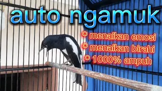 masteran kacer menaikan emosi menaikan birahi