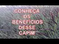Download Lagu Benefícios do CAPIM GORDURA Meloso #capim #plantasmedicinais