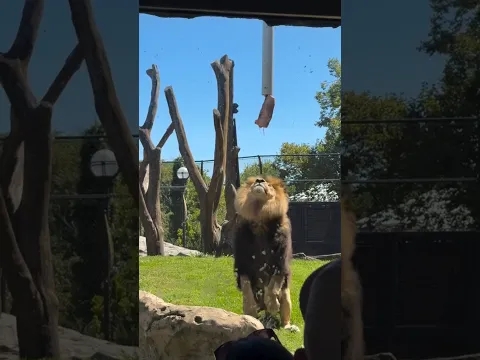 lion can jump?