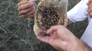 موسم السمر خلية عسل بوطويق من موسم دندنها