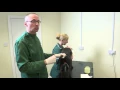 Pet Care Tips - How to empty your dog s anal glands