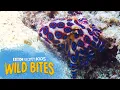 Octopuses HAVE 3 HEARTS and BLUE BLOOD Wild Bites BBC Earth Kids